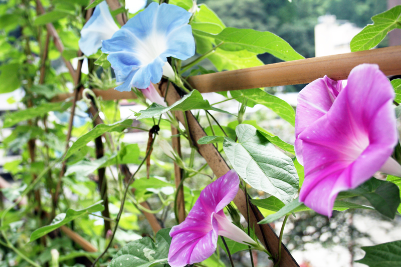 �ơ��Ǥ��͡�